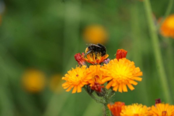 Přímé výsevy Třinec 2020