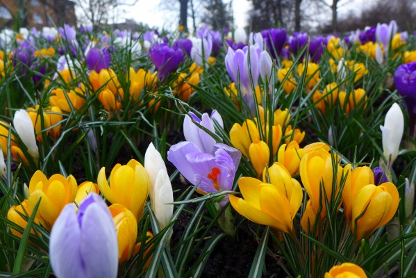 Přímé výsevy Třinec 2020