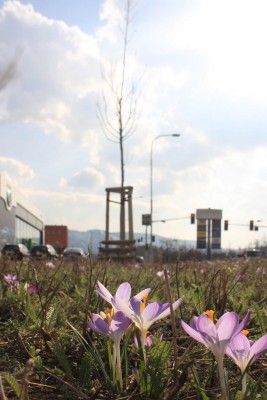 Revitalizace zeleně