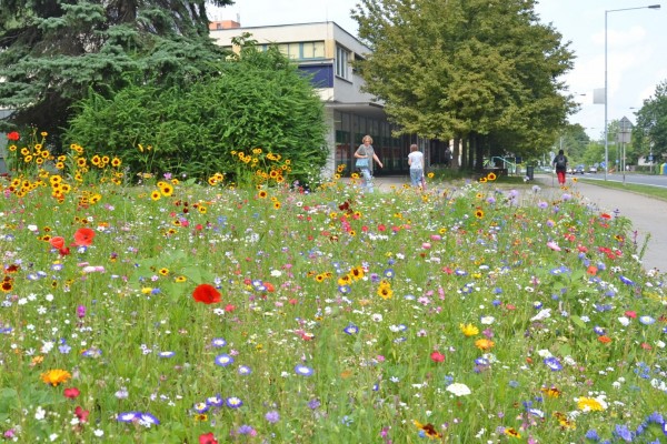 Adaptační strategie na změnu klimatu města Třince