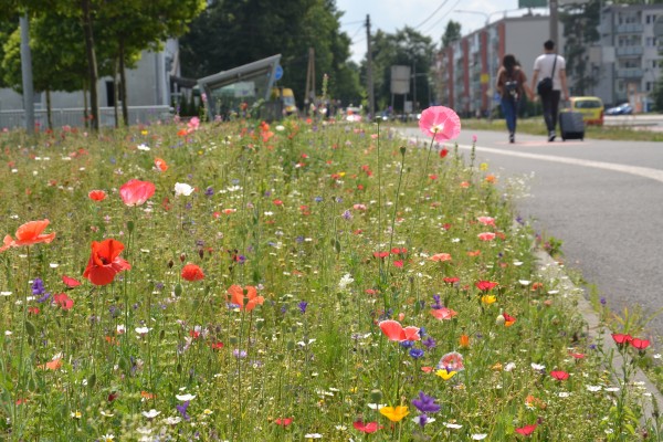 Přímé výsevy Třinec 2021