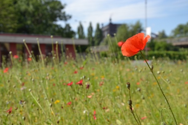 Přímé výsevy Třinec 2021