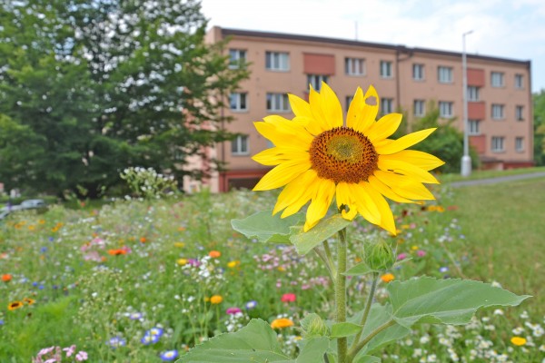 Přímé výsevy Třinec 2021