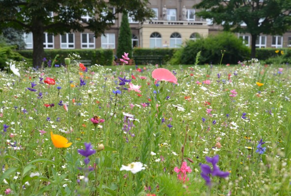 Přímé výsevy Třinec 2021