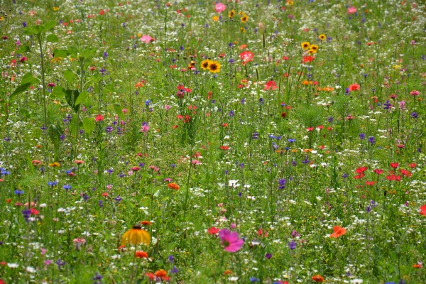 Přímé výsevy Třinec 2021