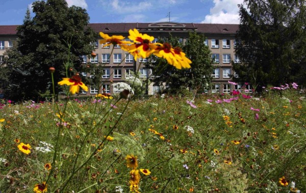 u gymnázia, směs pictorial meadows